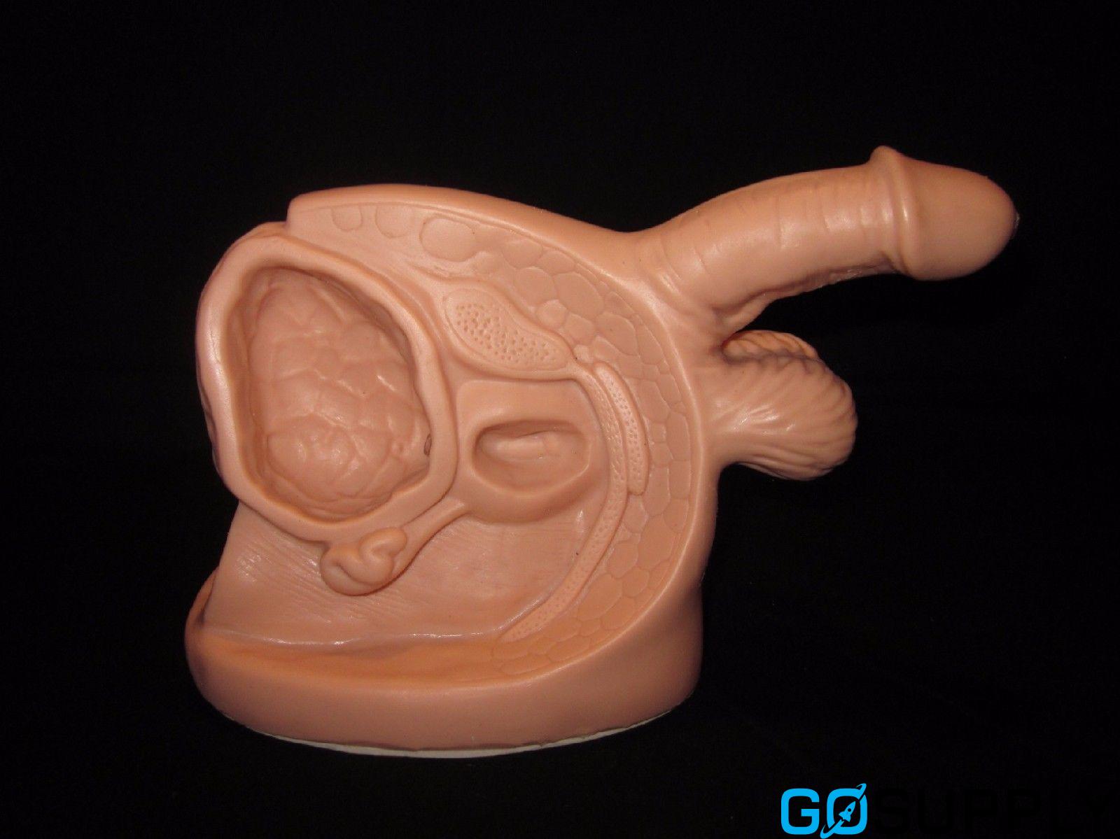 Anatomical Human Male Catheterisation Training Model - Main Image